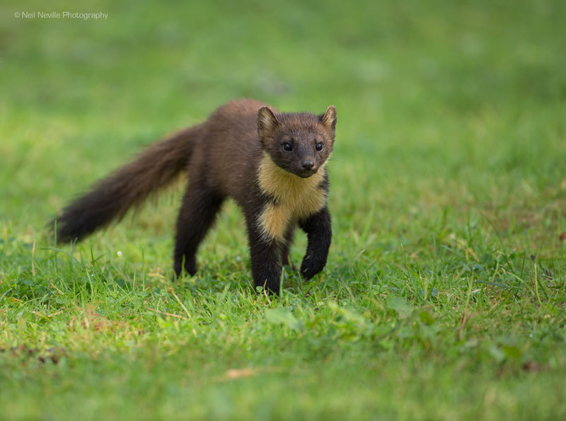  - Pine Marten