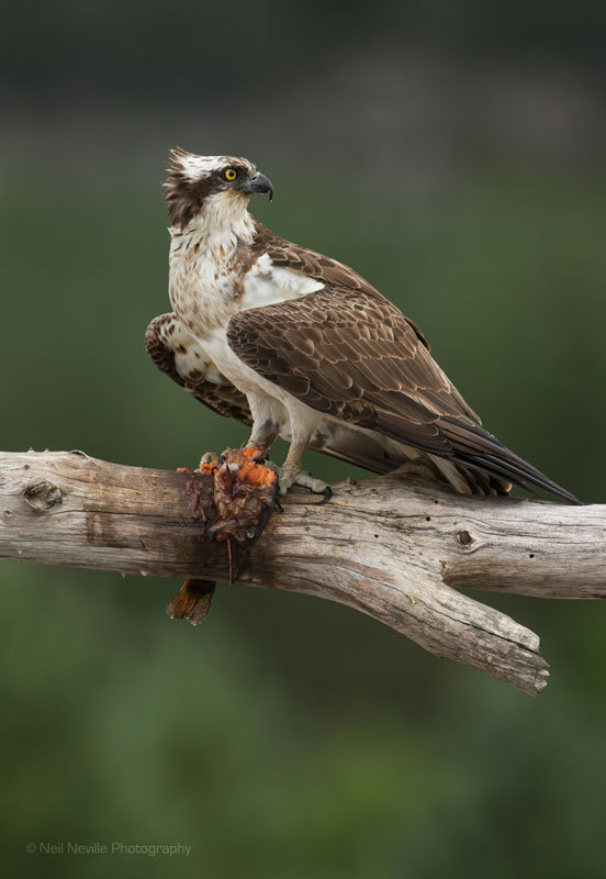  - Osprey