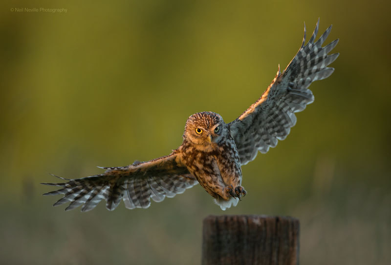  - Little Owl