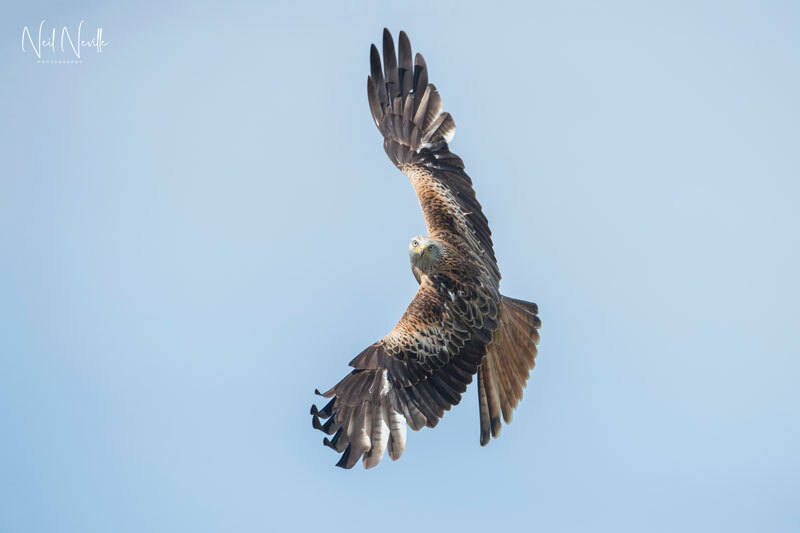  - Red Kite