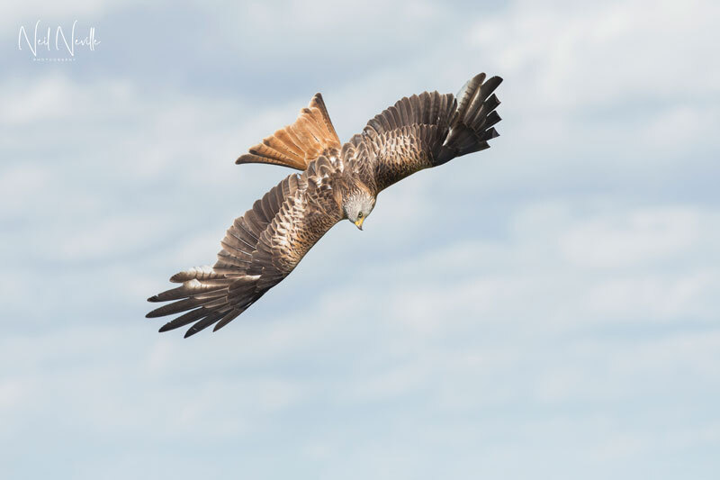  - Red Kite