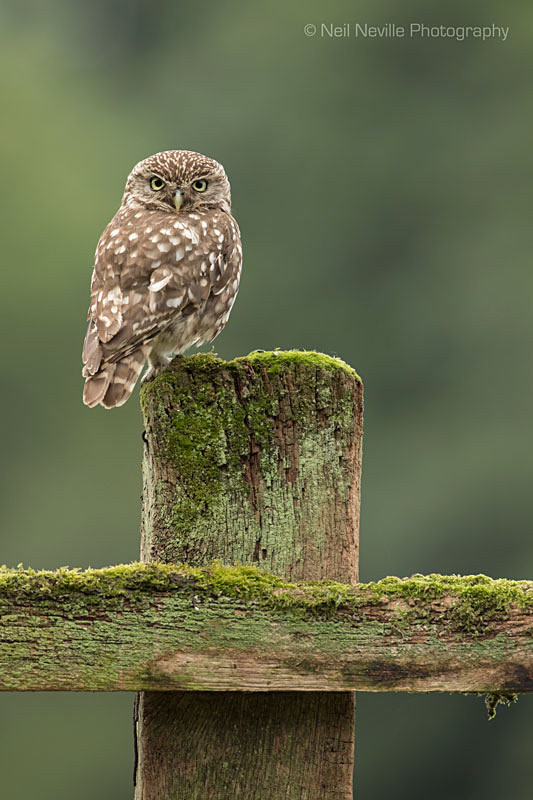  - Little Owl