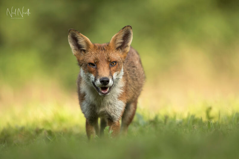  - Red Fox