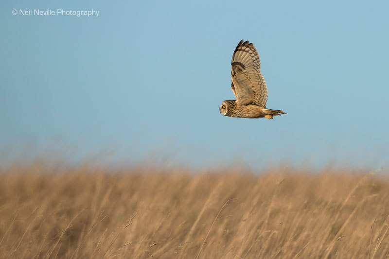  - Short Eared Owl