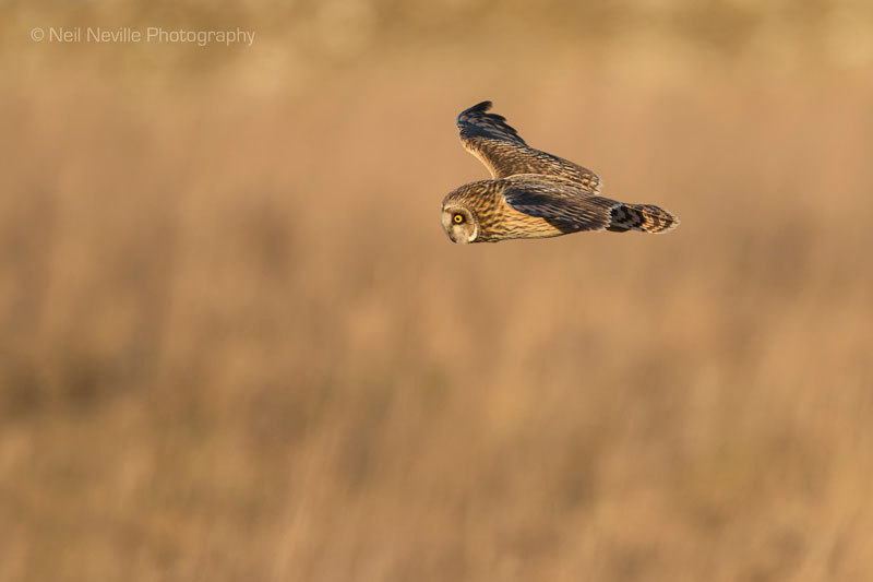  - Short Eared Owl