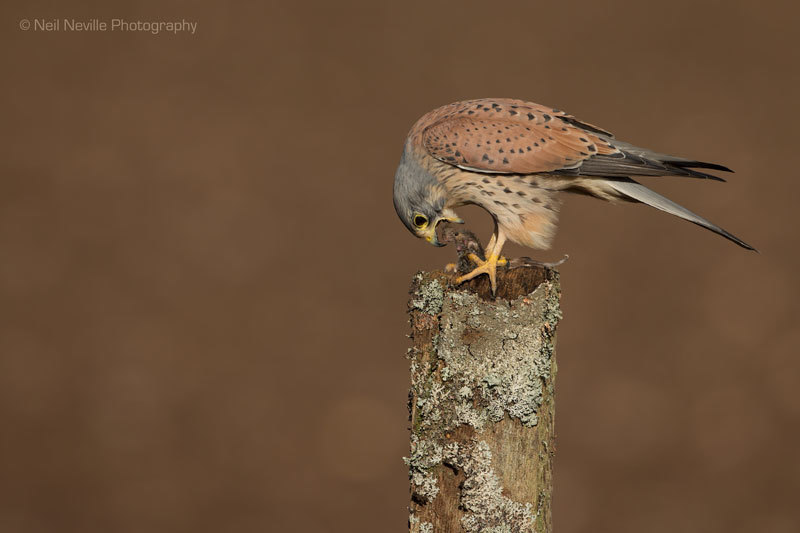  - Kestrel