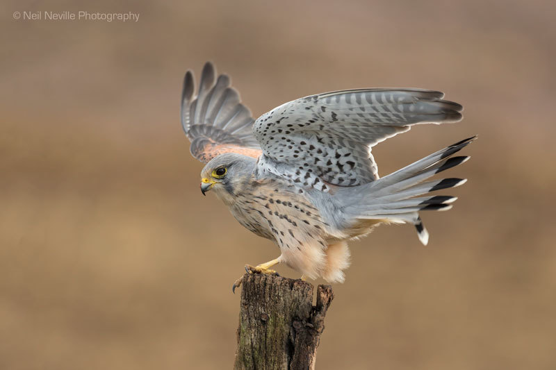  - Kestrel
