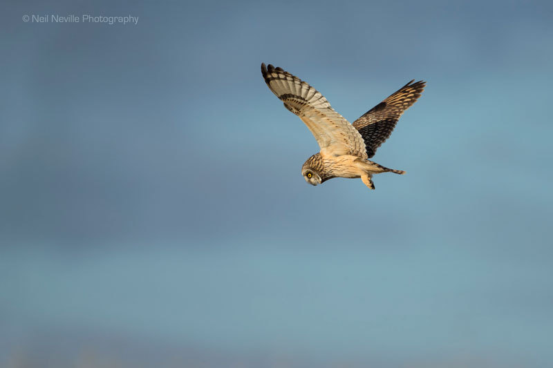  - Short Eared Owl