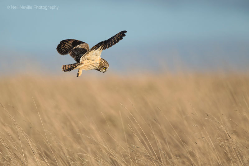  - Short Eared Owl