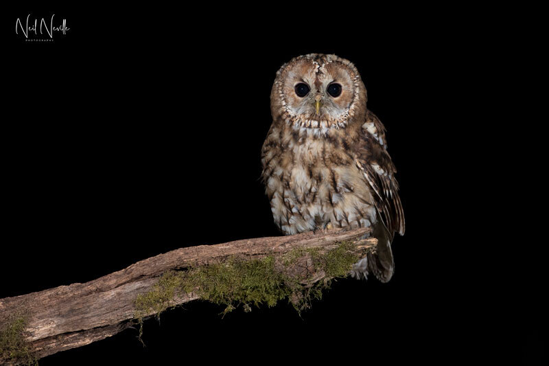  - Tawny Owl