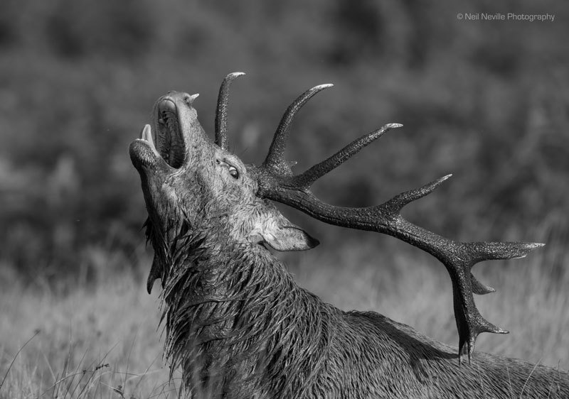  - Red Deer