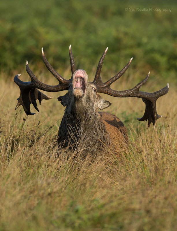  - Red Deer