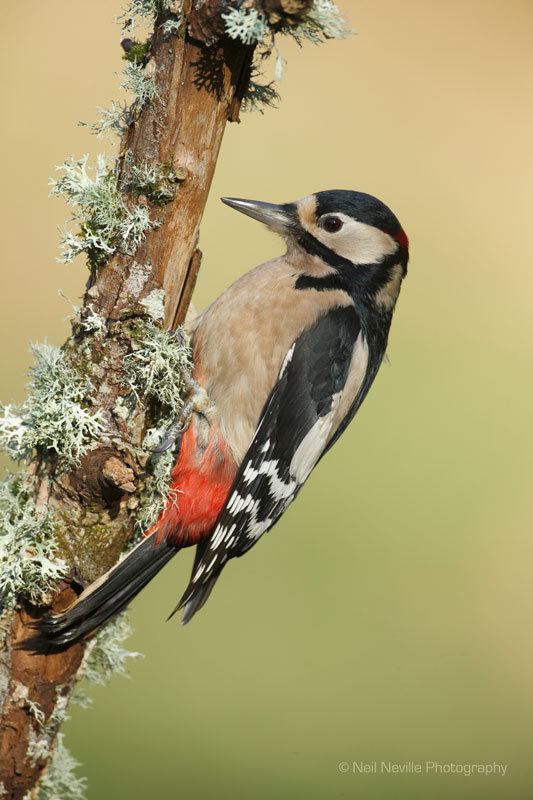  - Woodpeckers & Nuthatch