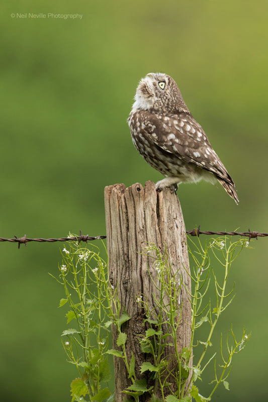  - Little Owl