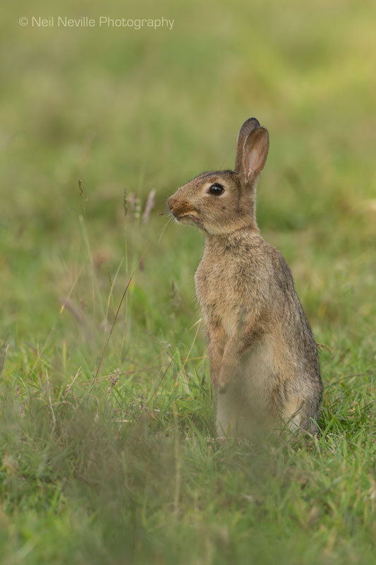  - Wild Rabbit