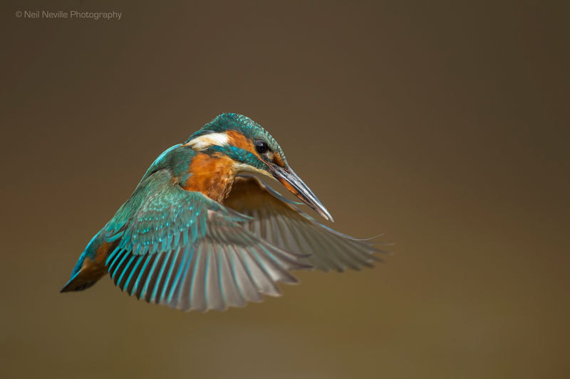  - Kingfisher