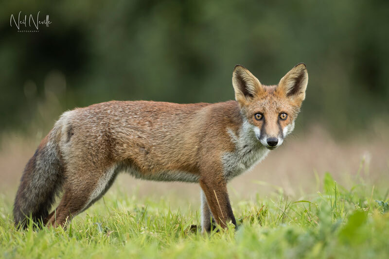  - Red Fox