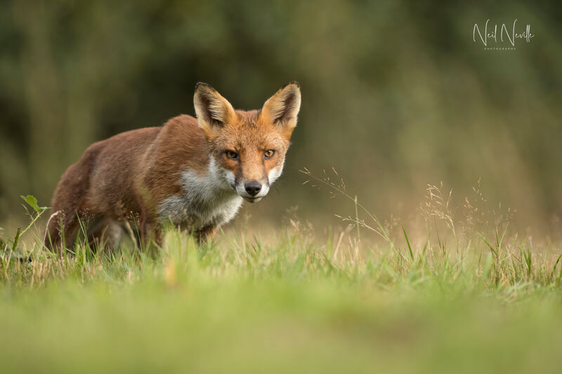  - Red Fox