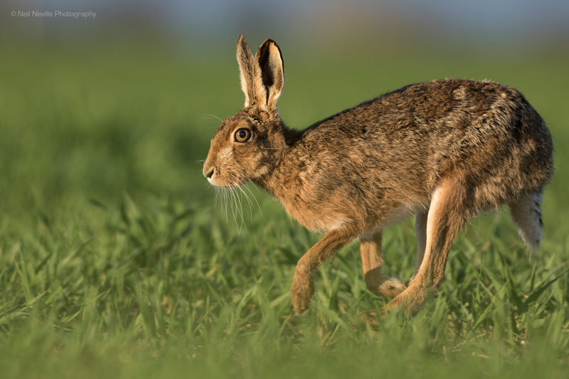  - Brown Hare