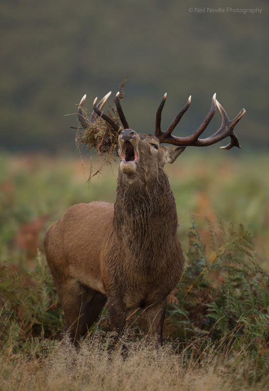  - Red Deer
