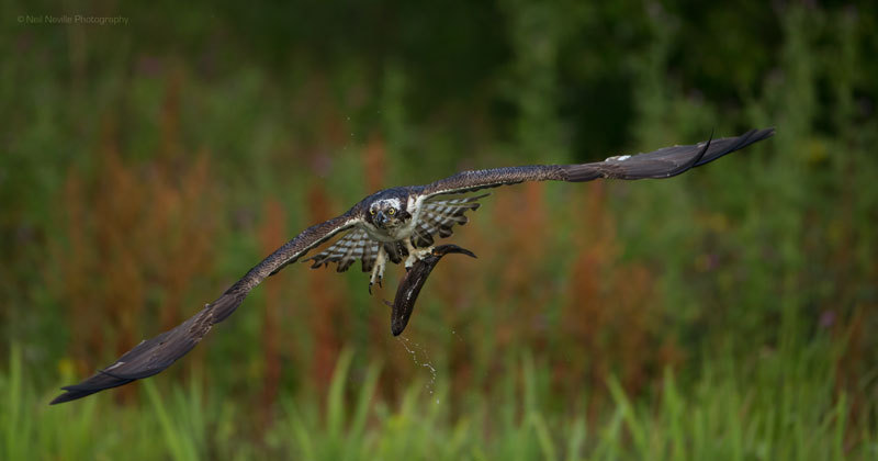  - Osprey