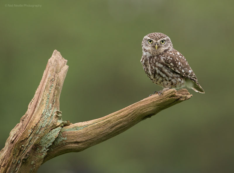  - Little Owl