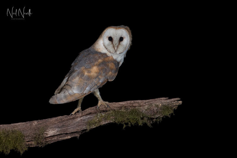  - Barn Owl
