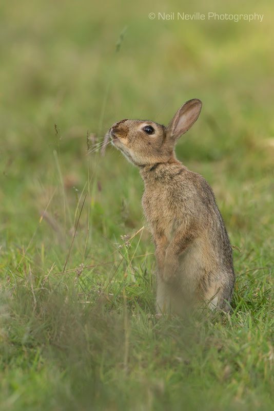  - Wild Rabbit