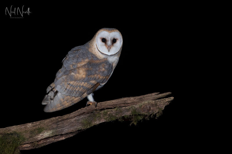  - Barn Owl