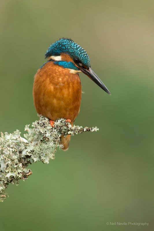  - Kingfisher