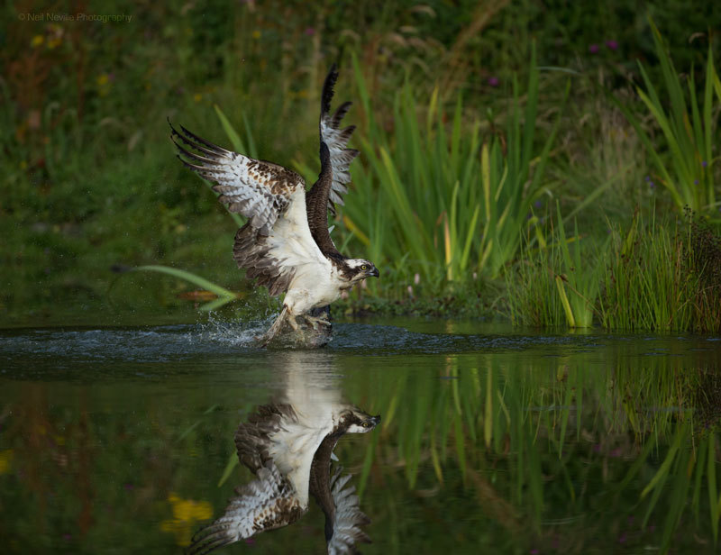  - Osprey