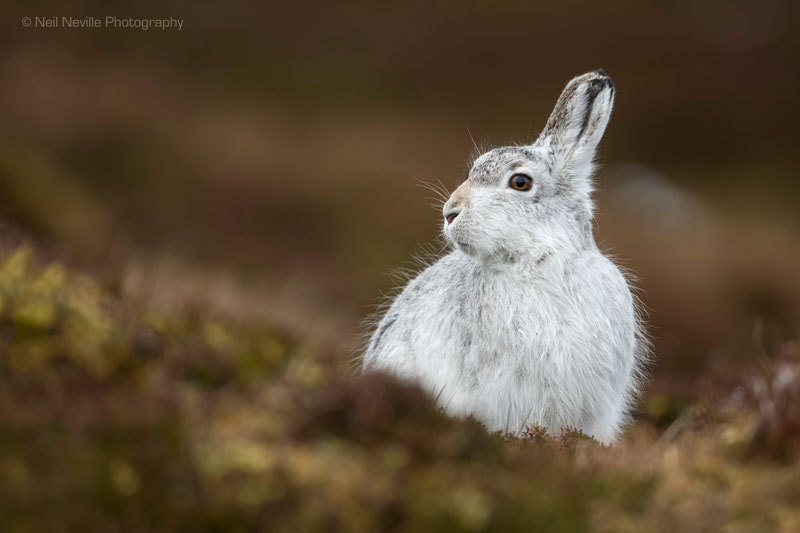  - Mountain Hare