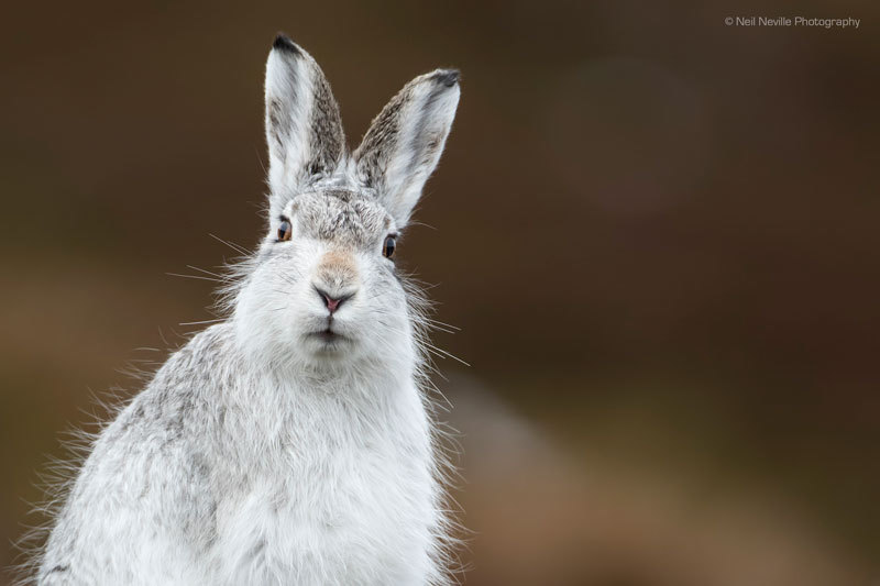  - Mountain Hare