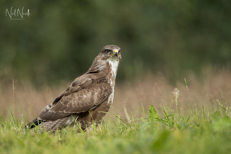  - Common Buzzard