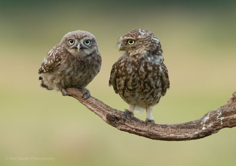  - Little Owl