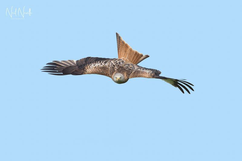 - Red Kite