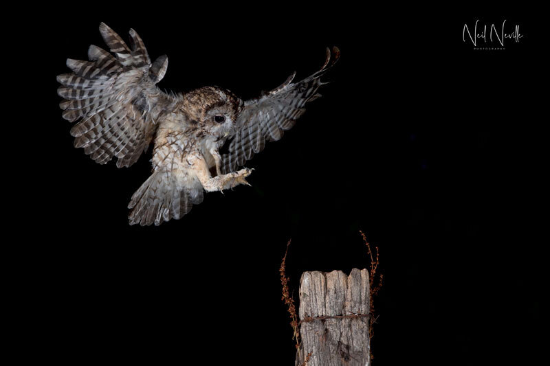  - Tawny Owl