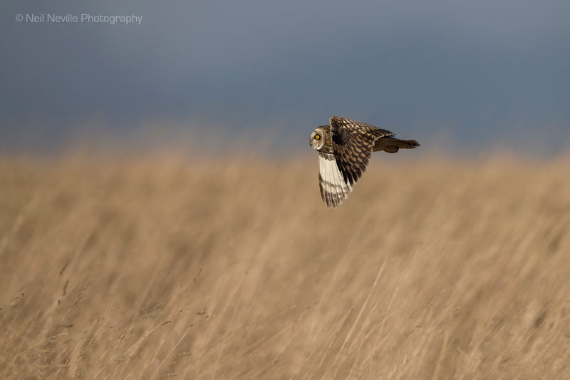  - Short Eared Owl