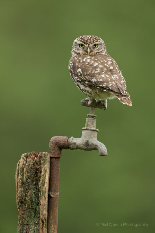  - Little Owl
