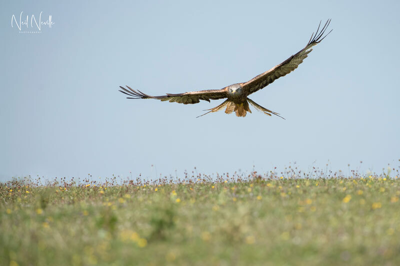  - Red Kite