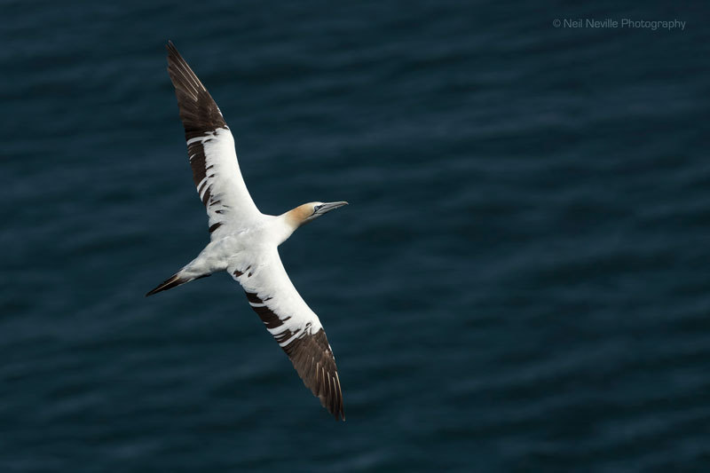  - Northern Gannet