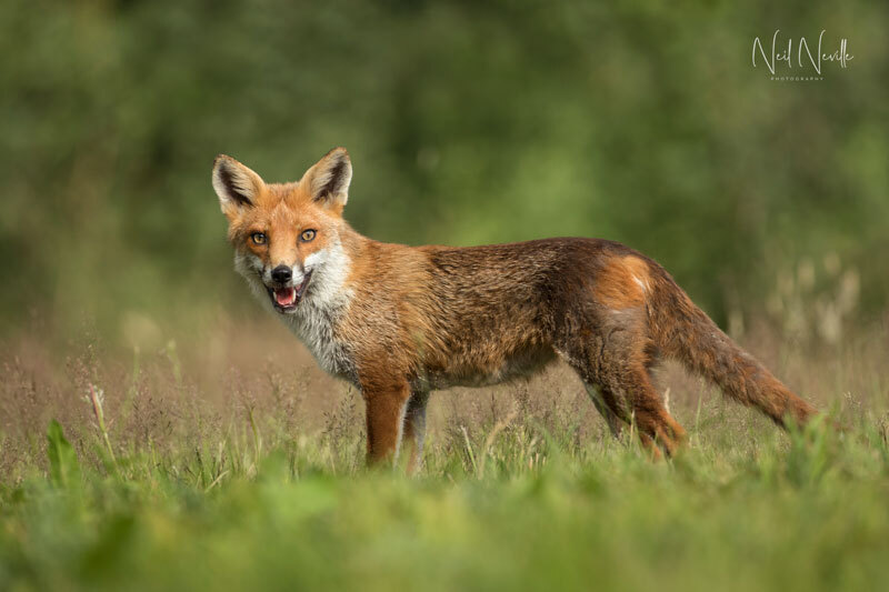  - Red Fox
