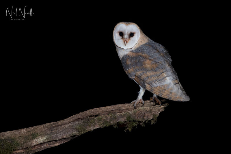  - Barn Owl