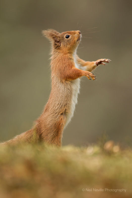  - Red Squirrel