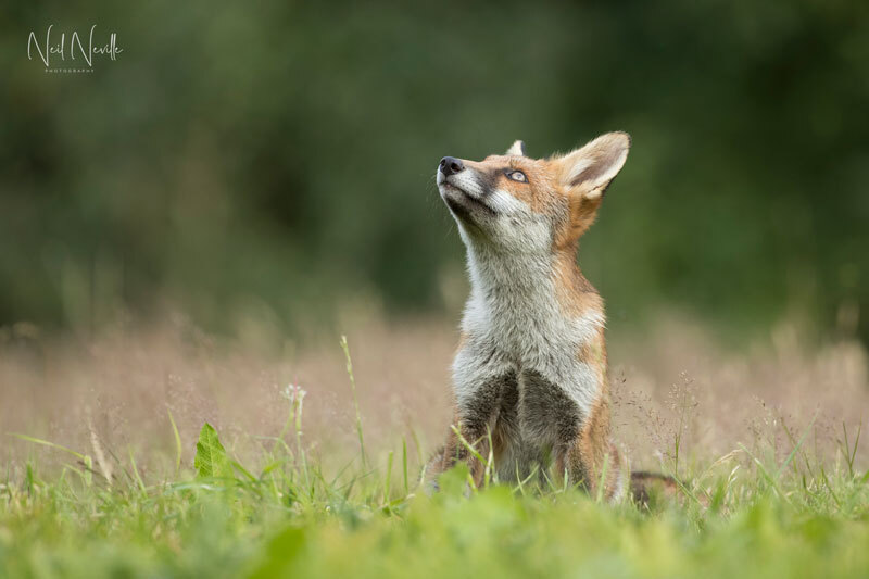  - Red Fox