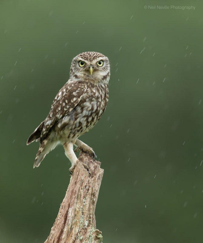  - Little Owl