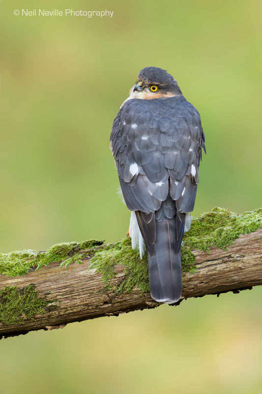  - Sparrowhawk