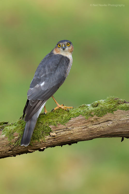  - Sparrowhawk
