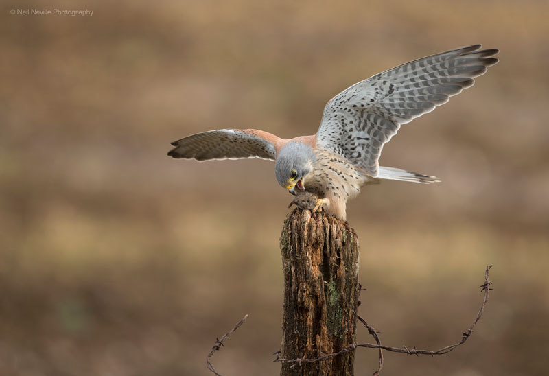  - Kestrel