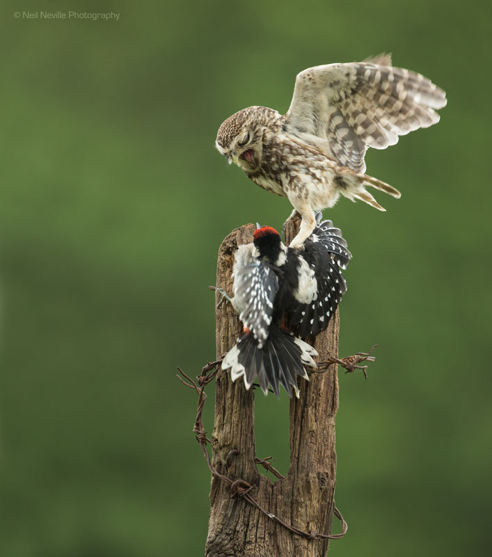  - Little Owl